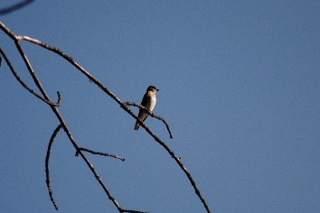 Northern Rough-winged Swallow - ML104872261