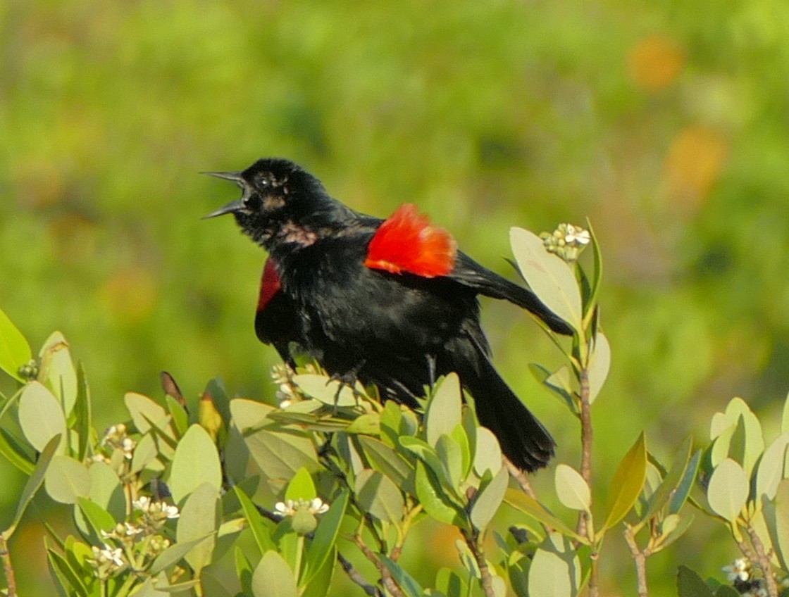 Red-winged Blackbird - Dave Bowman