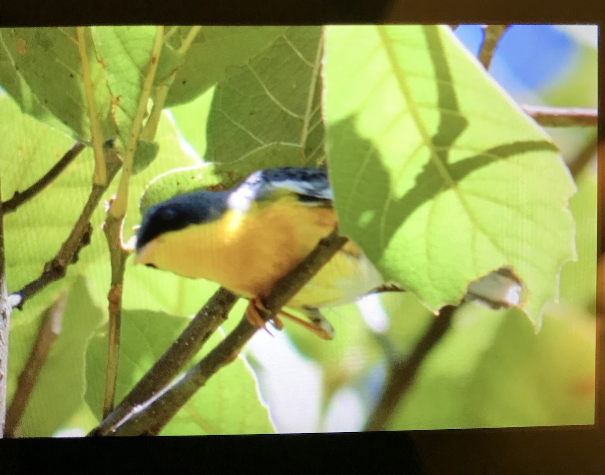Tropical Parula - Will Knowlton