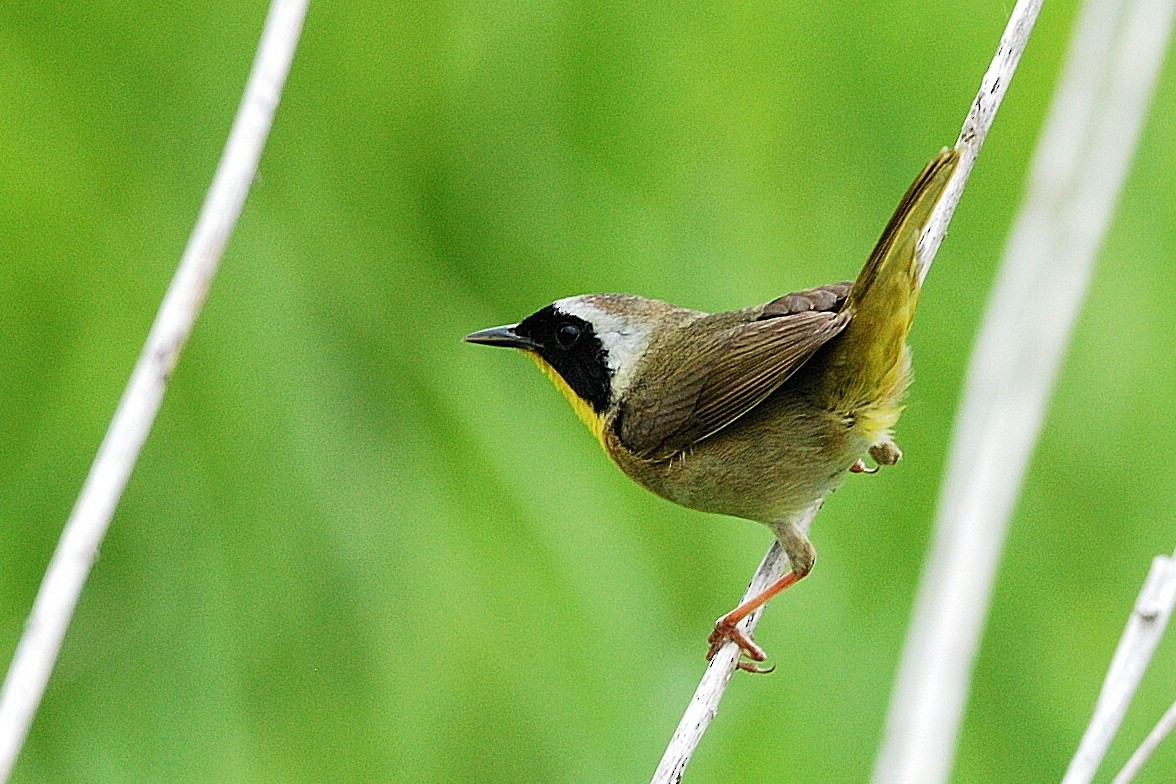 Common Yellowthroat - André Couture