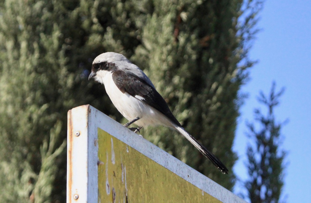Gray-backed Fiscal - ML104876711