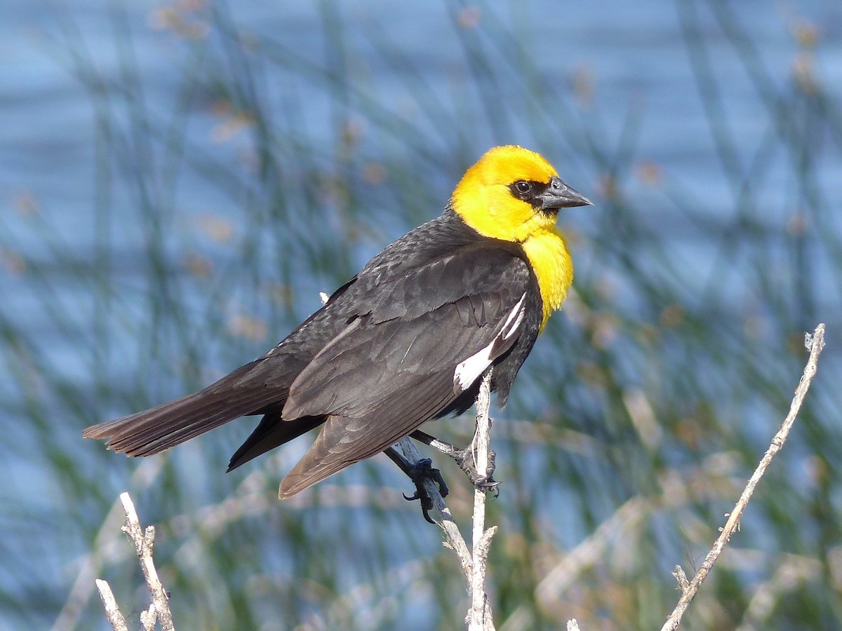 Yellow-headed Blackbird - Peder Stenslie