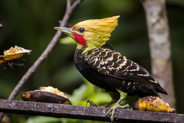 Blond-crested Woodpecker - eBird