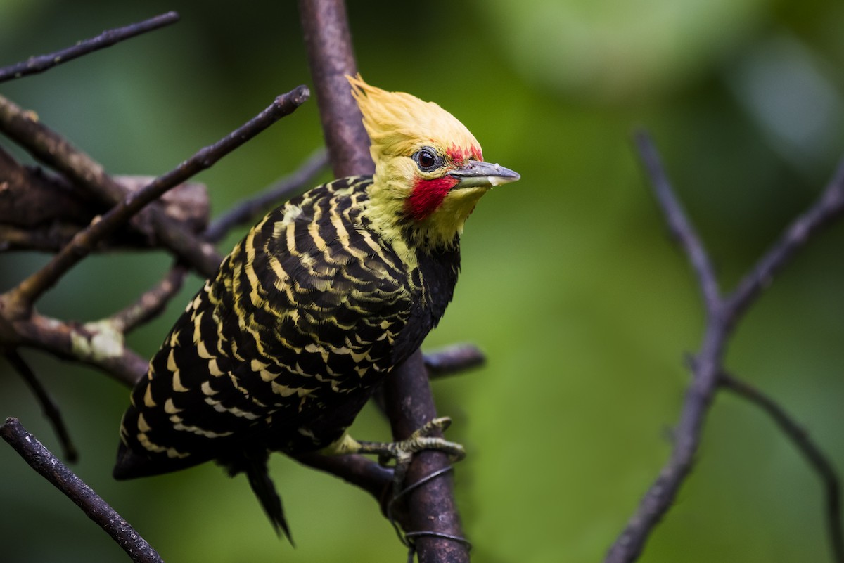 Blond-crested Woodpecker - ML104880611