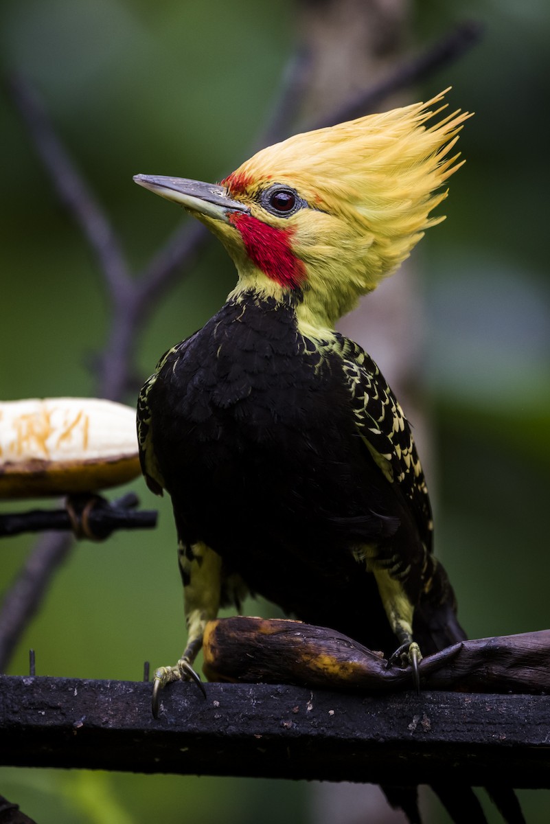 Blond-crested Woodpecker - Claudia Brasileiro