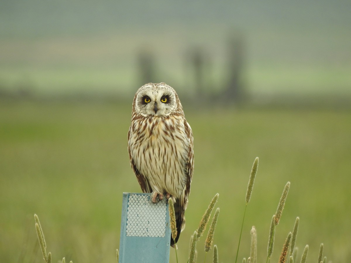 Short-eared Owl - Mary Rumple