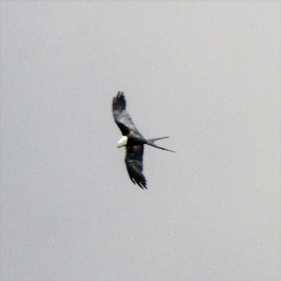 Swallow-tailed Kite - ML104884041