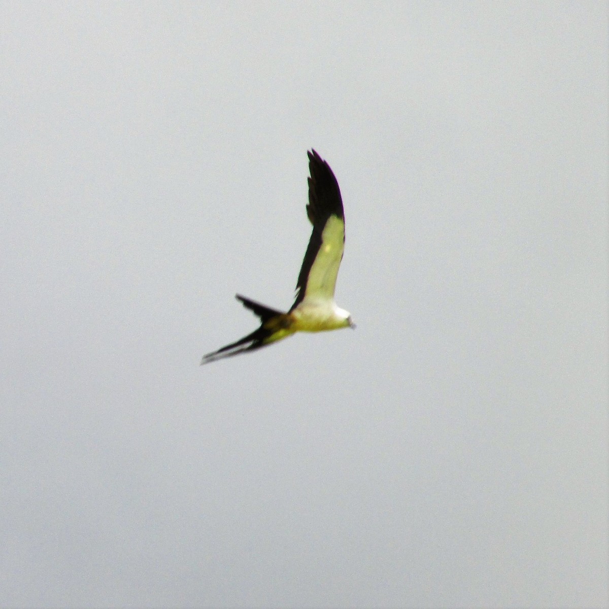 Swallow-tailed Kite - ML104884051