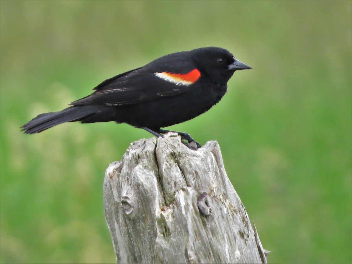 Red-winged Blackbird - David and Regan Goodyear