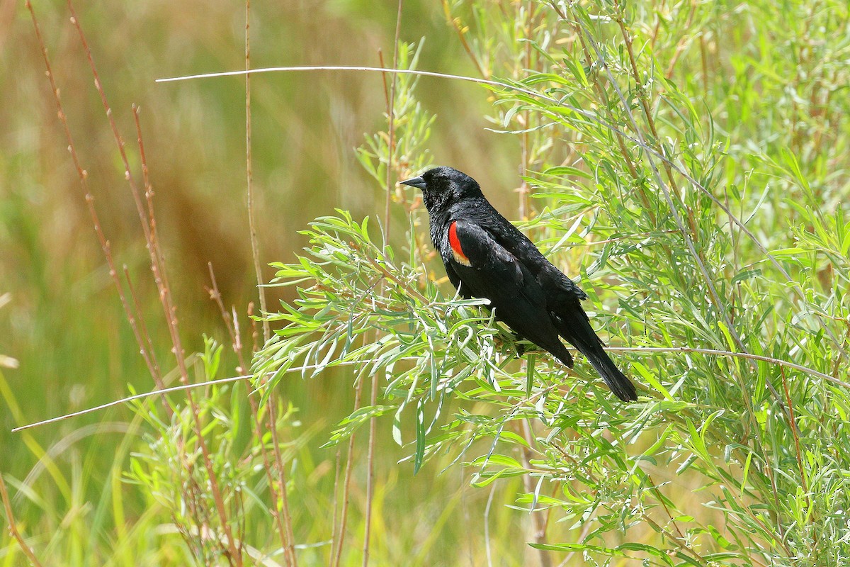 Red-winged Blackbird - Bob Walker