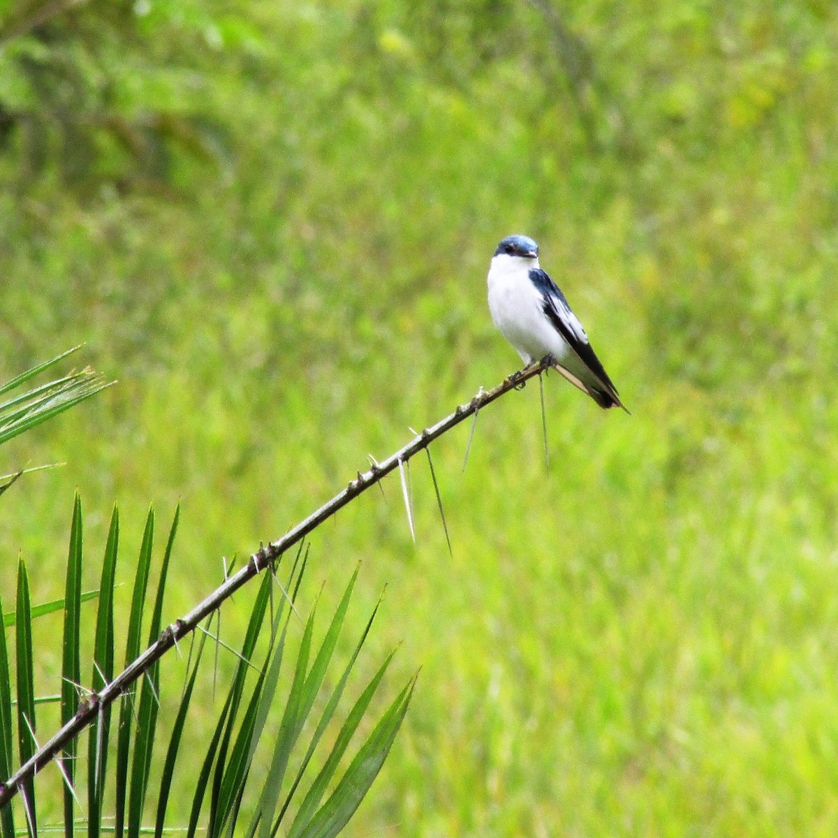 White-winged Swallow - ML104886261