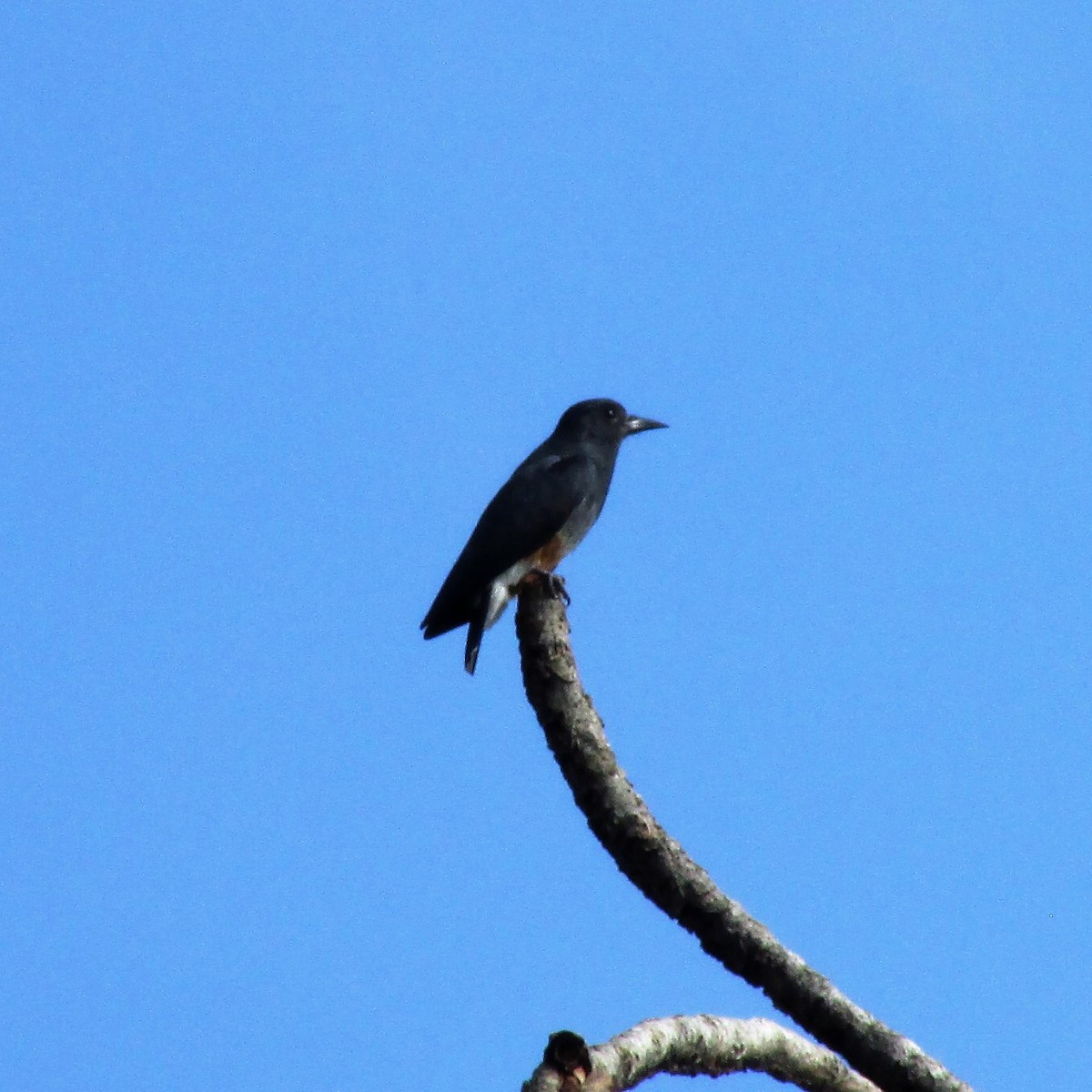 Swallow-winged Puffbird - ML104886701