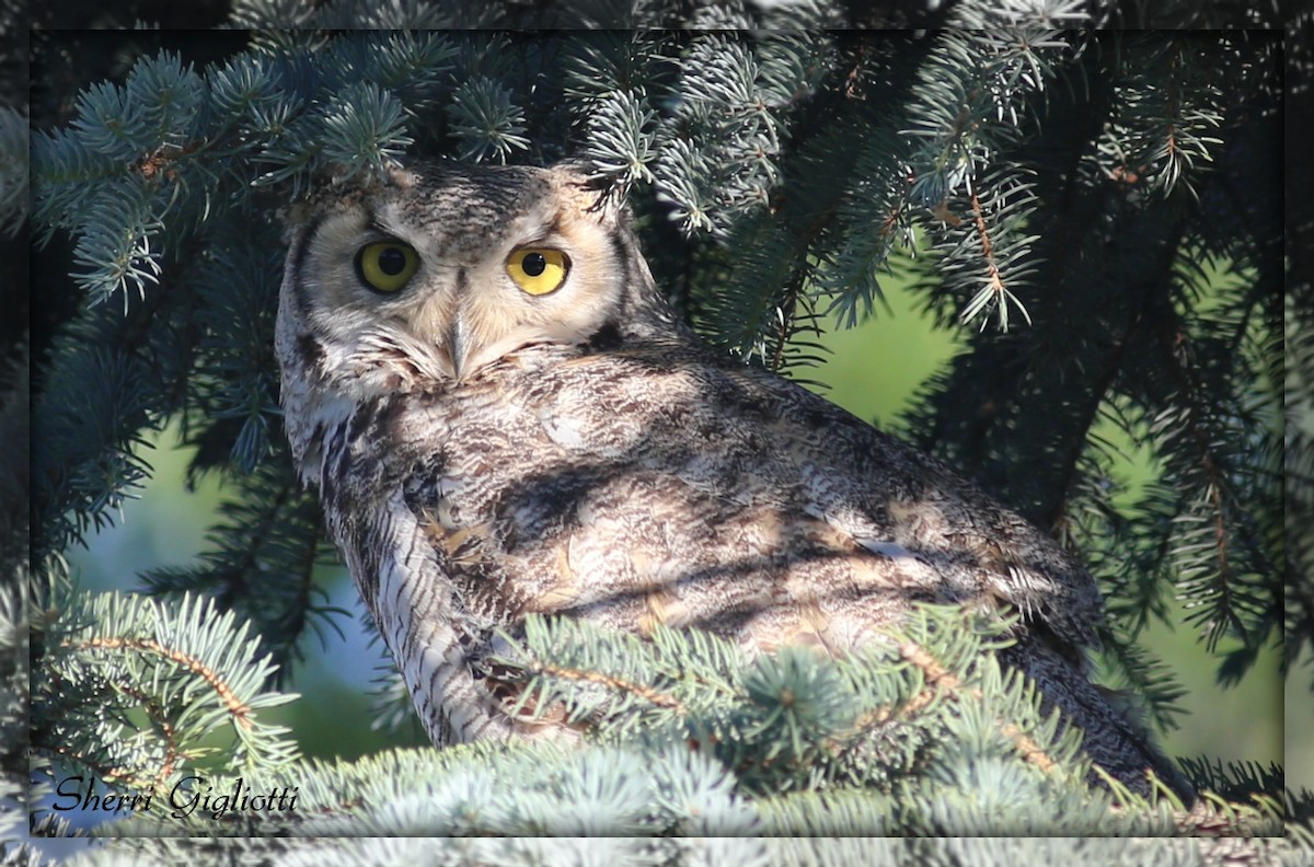 Great Horned Owl - ML104888261