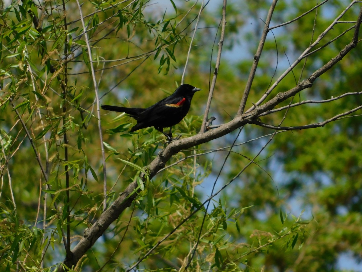 Red-winged Blackbird - Ryan Pate