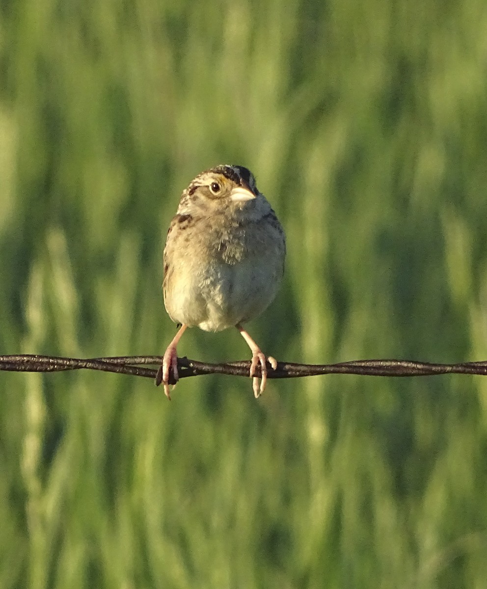 Grasshopper Sparrow - Nancy Overholtz