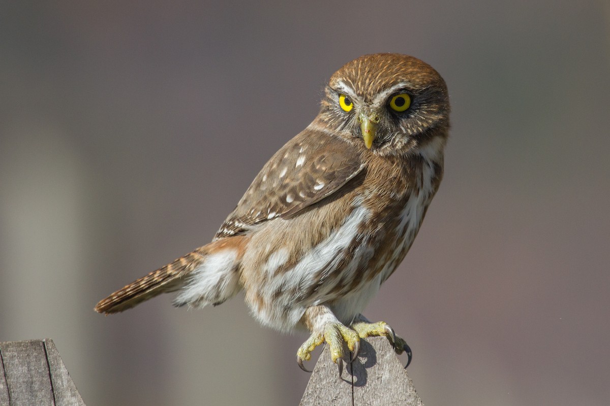 Austral Pygmy-Owl - Ivo Tejeda