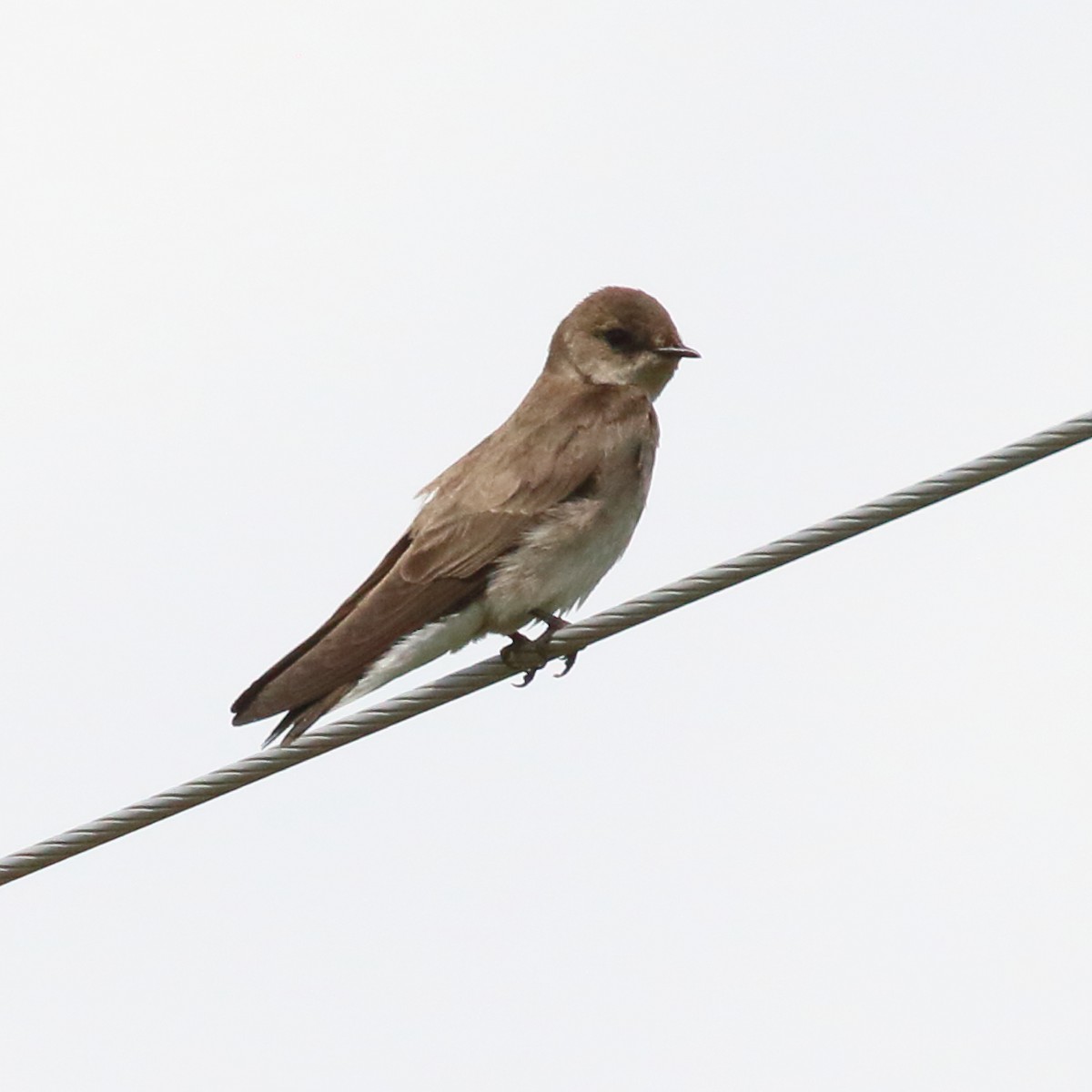 Northern Rough-winged Swallow - Douglas Faulder