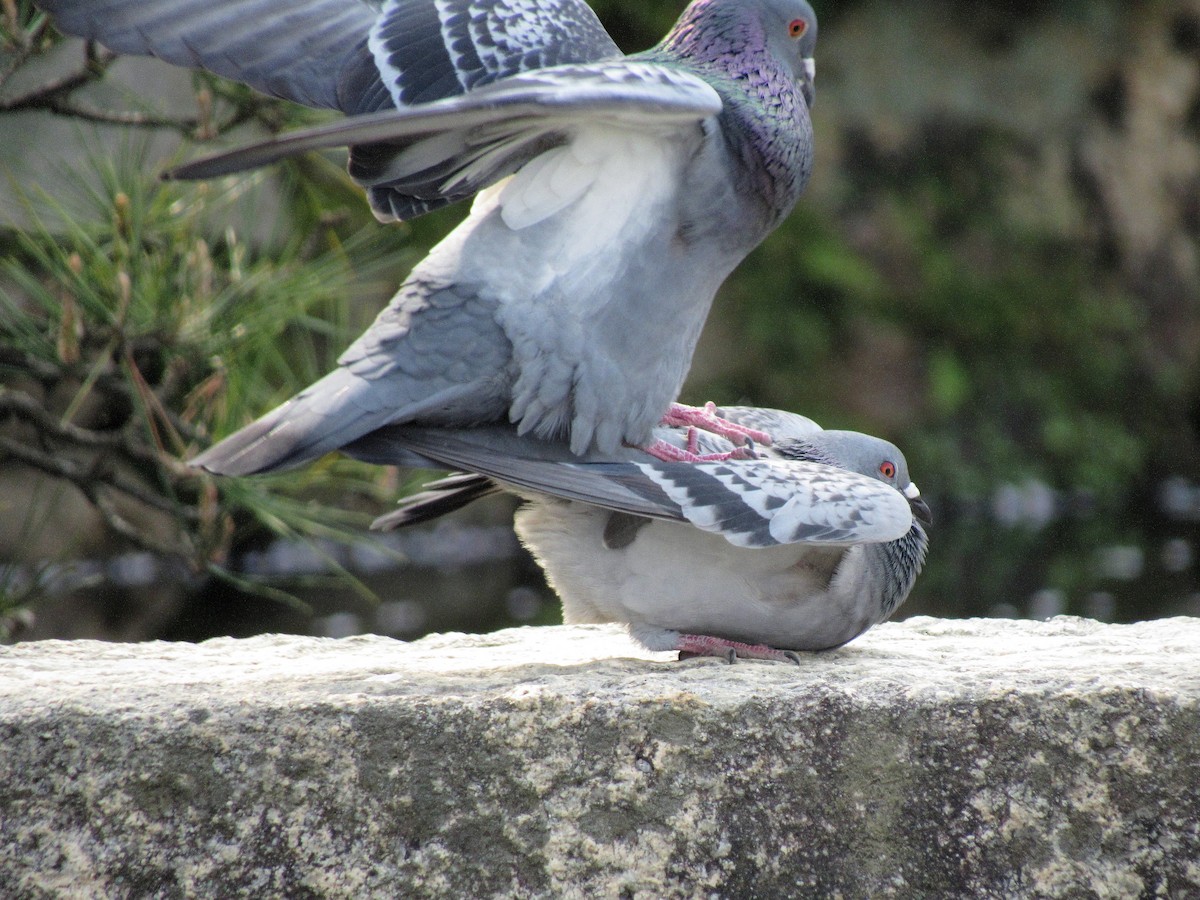 Rock Pigeon (Feral Pigeon) - Christie Becu