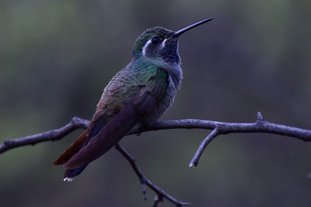 Blue-throated Mountain-gem - Peter Lewis