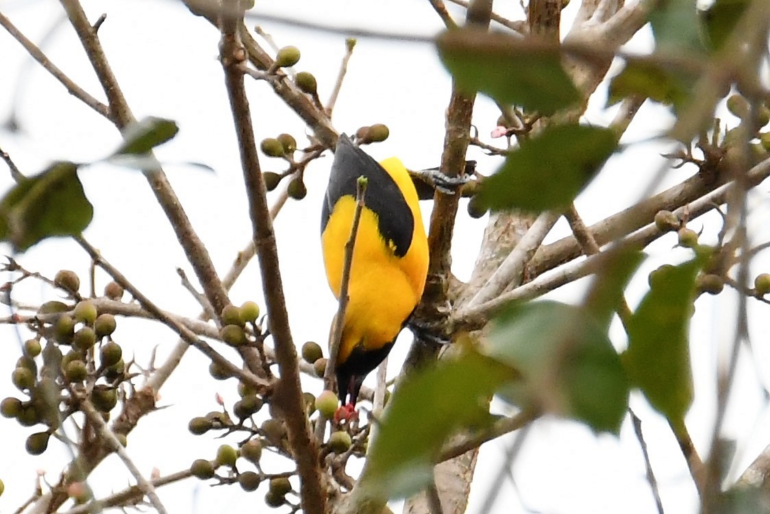 Yellow-backed Oriole - Jerry Chen