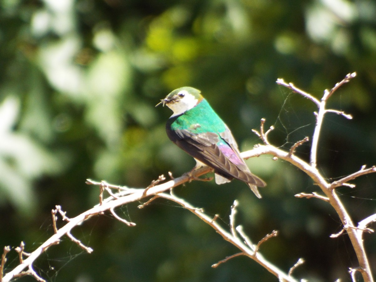Violet-green Swallow - ML104895181