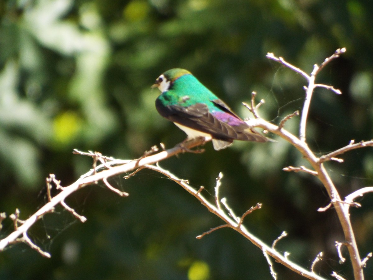 Violet-green Swallow - ML104895191
