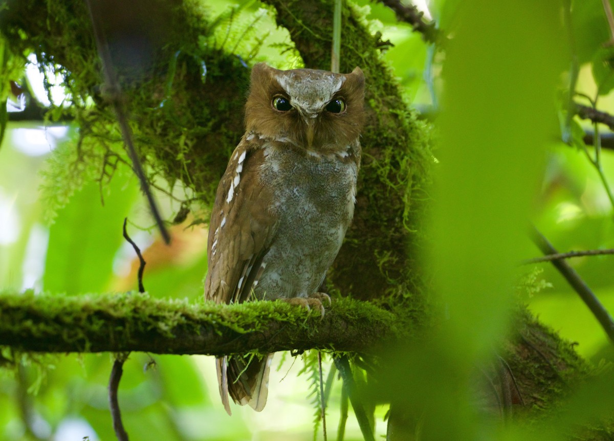 Flores Scops-Owl - Scott Baker