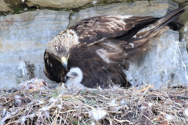 Adult with nestling at nest. - Golden Eagle - 