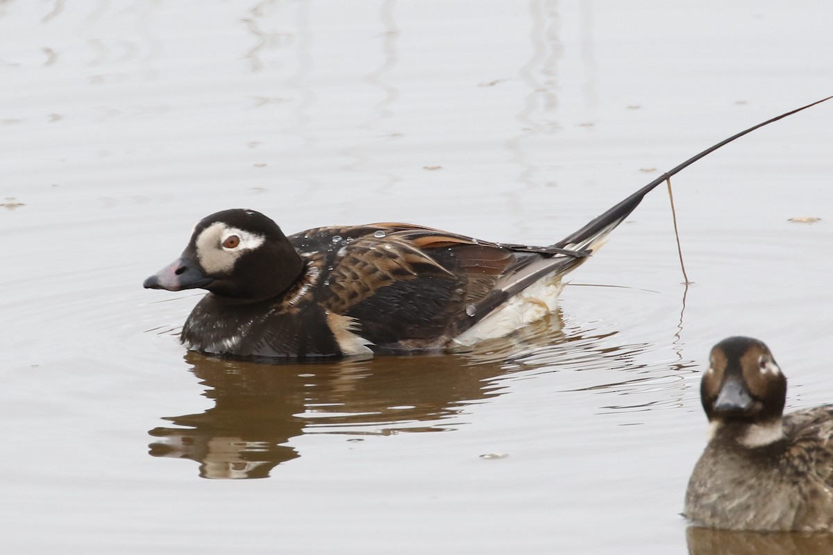 Long-tailed Duck - ML104899921
