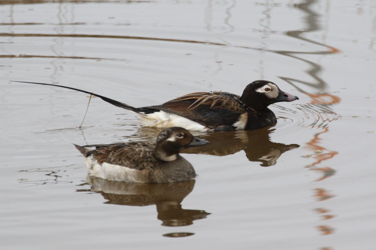 Long-tailed Duck - ML104899931