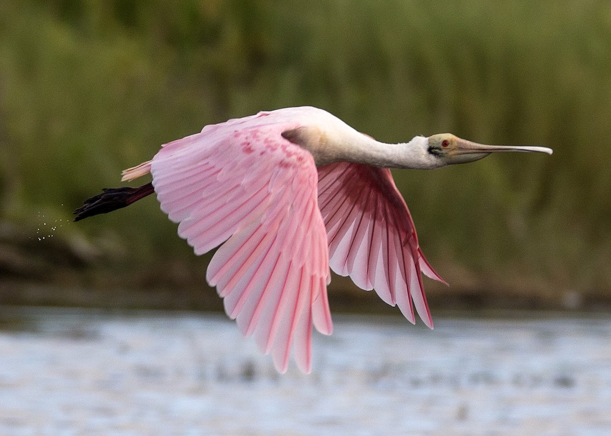 Roseate Spoonbill - Gregory Peterson