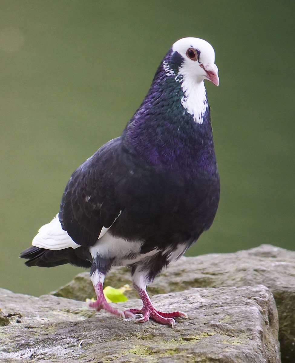 Rock Pigeon (Feral Pigeon) - ML104903171