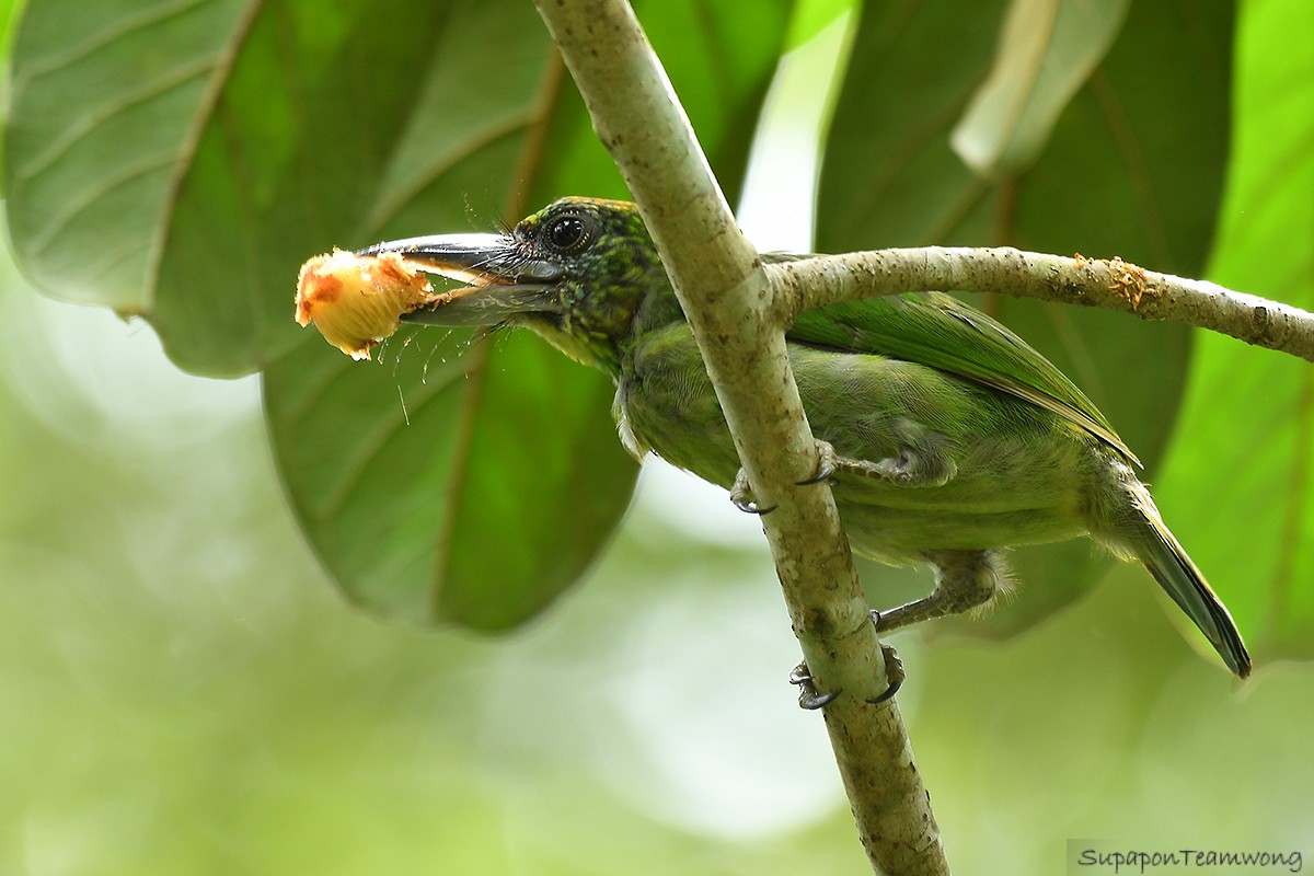 Red-throated Barbet - ML104903581