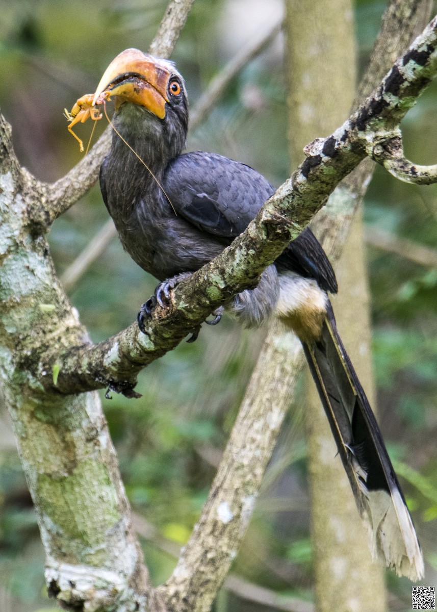 Malabar Gray Hornbill - JAYAKRISHNAN S