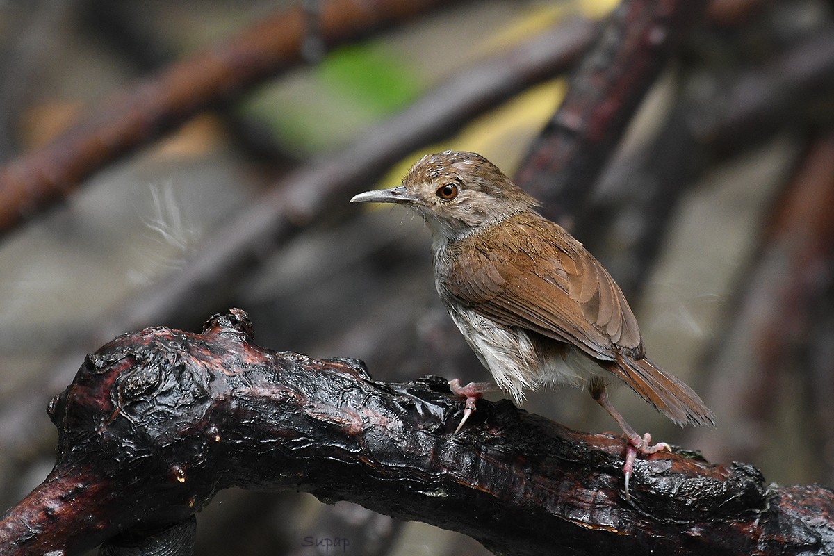 White-chested Babbler - Supaporn Teamwong