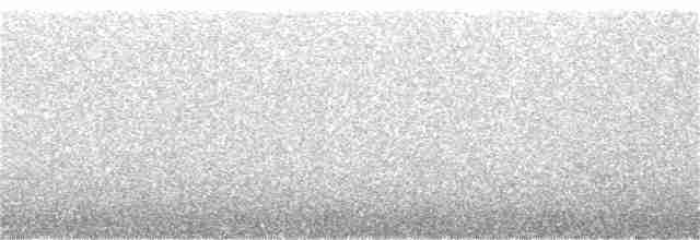 holub bledočelý - ML104907891