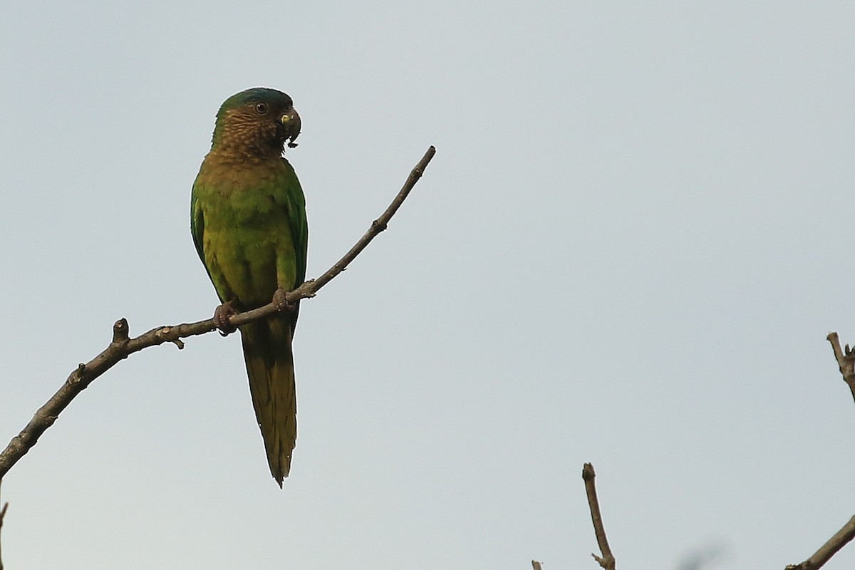 Brown-throated Parakeet (Brown-throated) - Tim Lenz