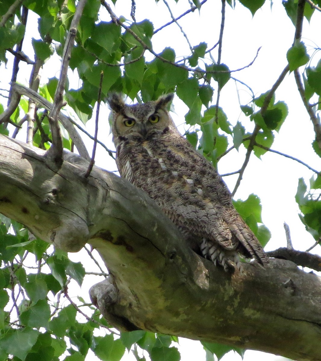 Great Horned Owl - ML104915211