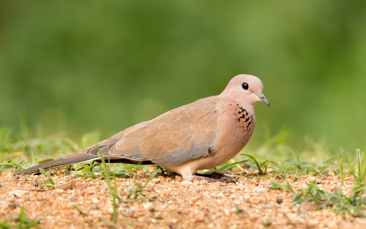 Laughing Dove - ML104916161