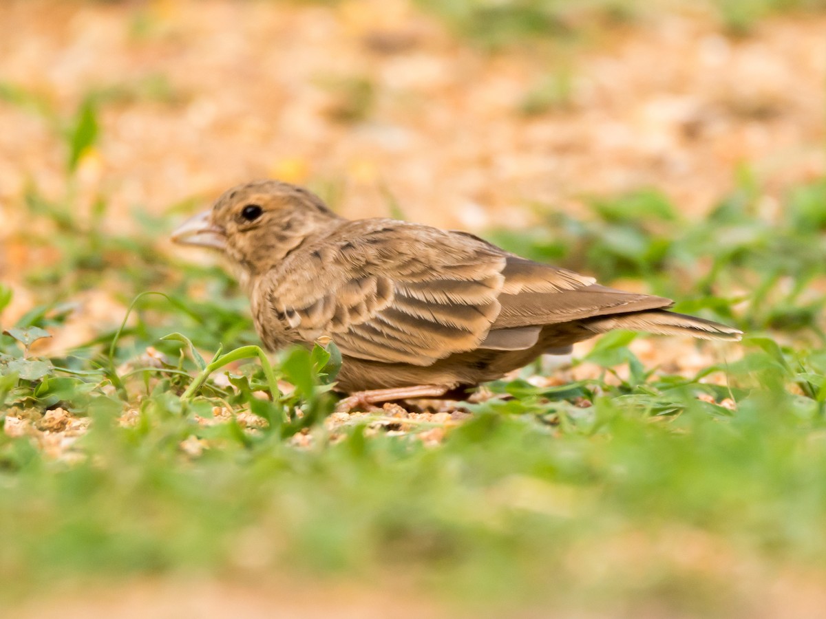 Ashy-crowned Sparrow-Lark - ML104917291