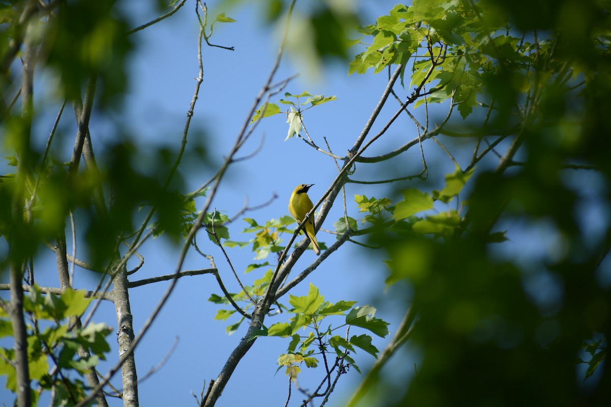Orchard Oriole - ML104918631