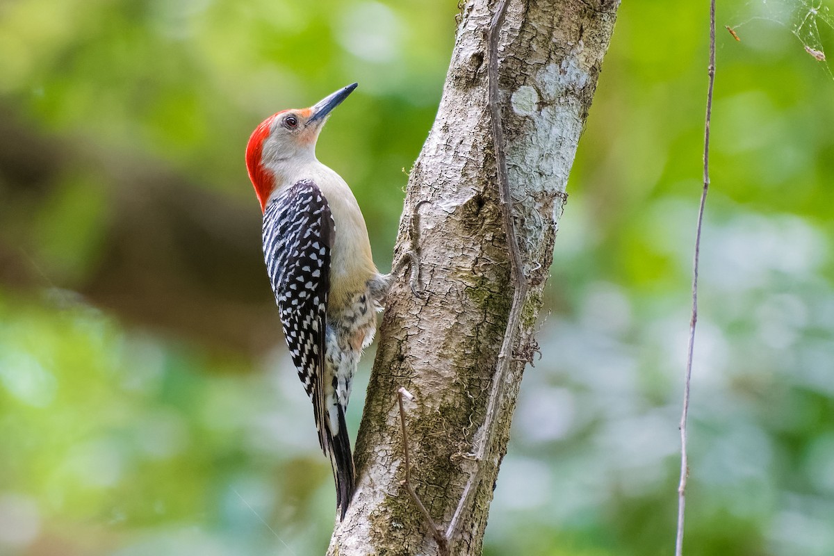 Red-bellied Woodpecker - Don Danko