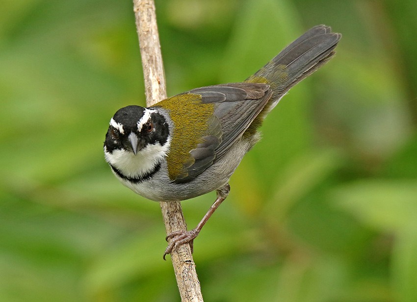 Black-capped Sparrow - Roger Ahlman