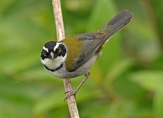  - Black-capped Sparrow