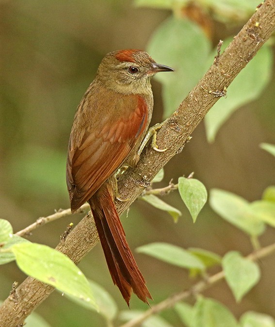 Ash-browed Spinetail - ML104921901
