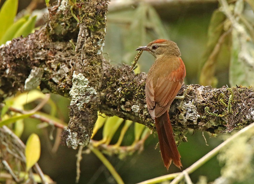 Ash-browed Spinetail - ML104921911