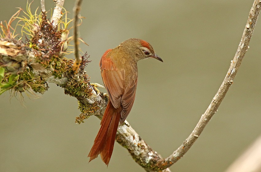 Ash-browed Spinetail - ML104921921