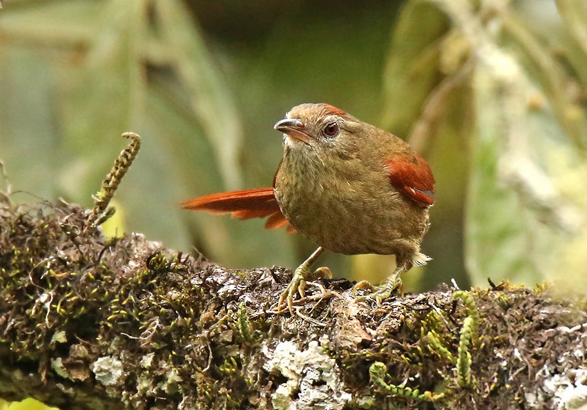 Ash-browed Spinetail - ML104921931