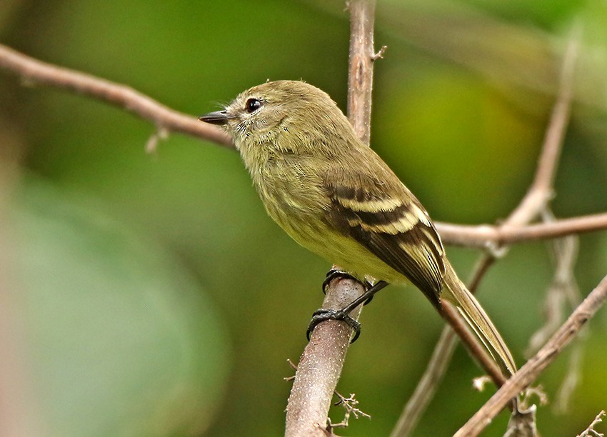 Olive-chested Flycatcher - ML104922111