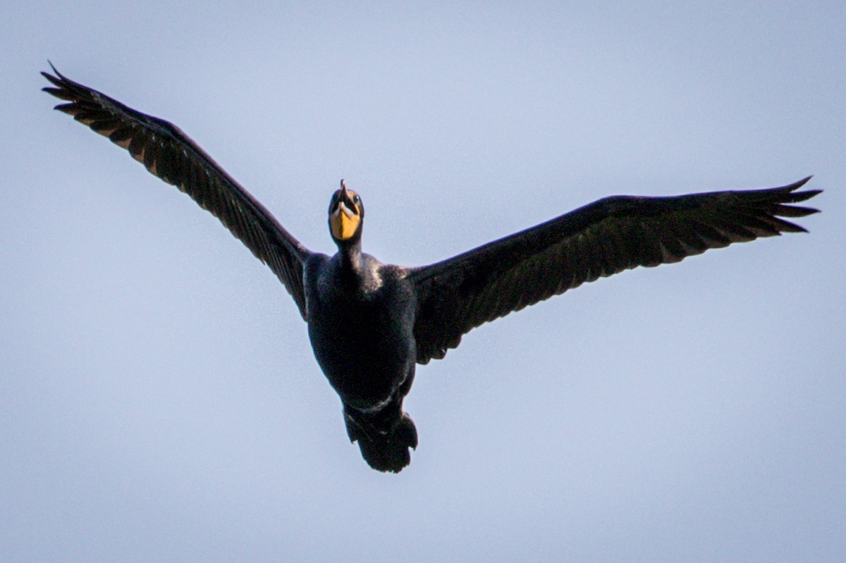 Double-crested Cormorant - Michael Warner